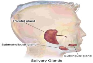 salivary gland