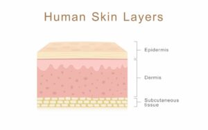 The structure and function of skin