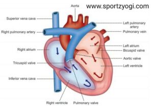 structure and function of heart