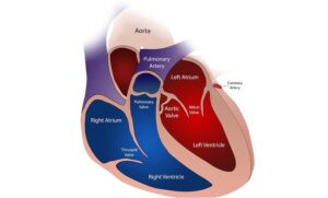 valves of heart