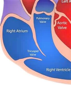 Valves of the heart | Anatomy And Physiology | Valves of the heart