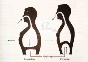 Physiology of respiration