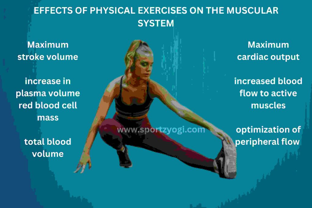 EFFECTS OF PHYSICAL EXERCISES ON  THE MUSCULAR SYSTEM